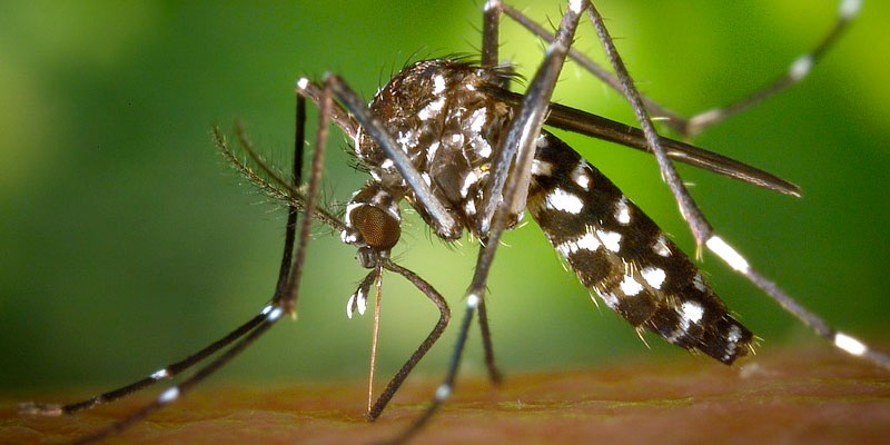 Especialista alerta sobre o combate da dengue em condomínios